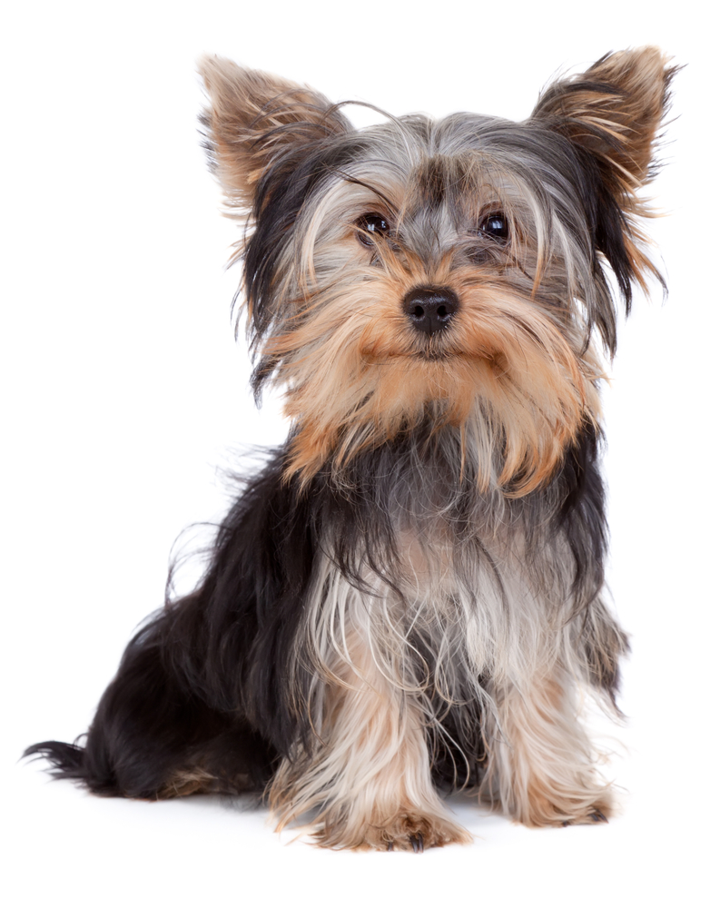 yorkie with hepatic microvascular dysplasia